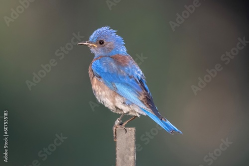 Western Bluebird Perched on a Stick