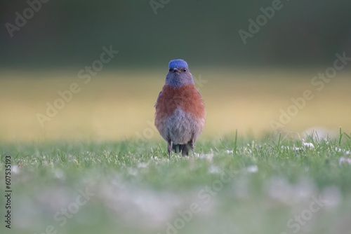 Western Bluebird
