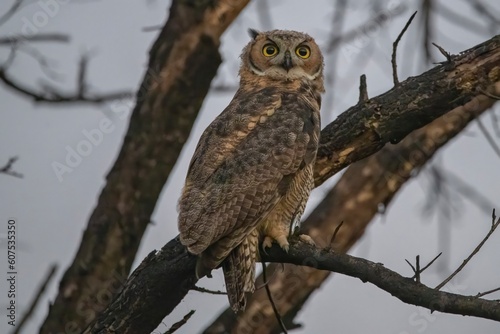 great horned owl