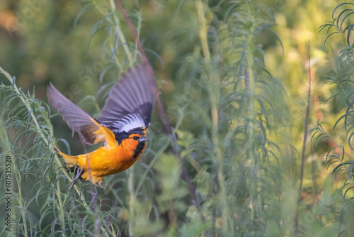 Φωτογραφία Bullocks Oriole