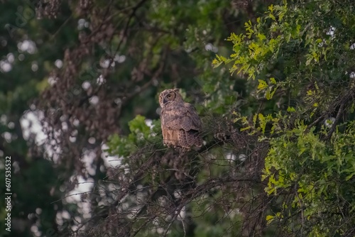 Great Horned Owl at Sunset on a Branch