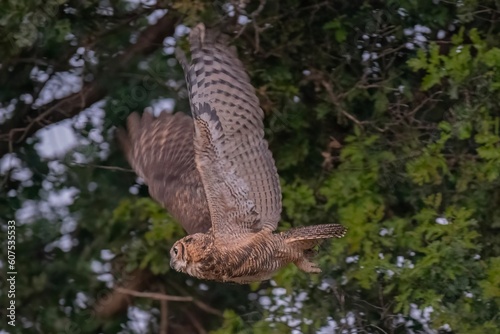 Great Horned Owl in Flight