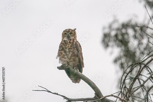 Great Horned Owl
