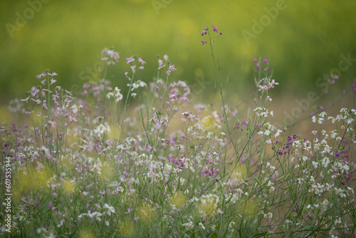 Grasses Background