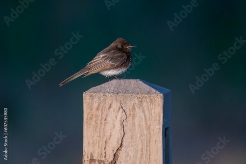Perched Black Phoebe Bird