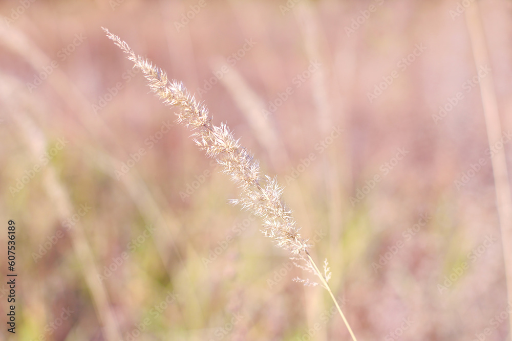 Fototapeta premium Meadow herbs, spikelet close up. Nature background