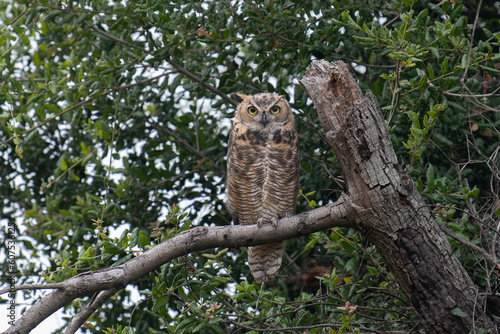 Great Horned Owl