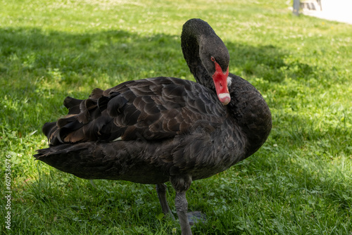 Encuentro Solitario en el Parque: Oca Majestuosa Disfrutando de un Día Soleado en la Hierba Verde - Fotografía de Stock que Captura la Belleza Natural y la Serenidad del Entorno