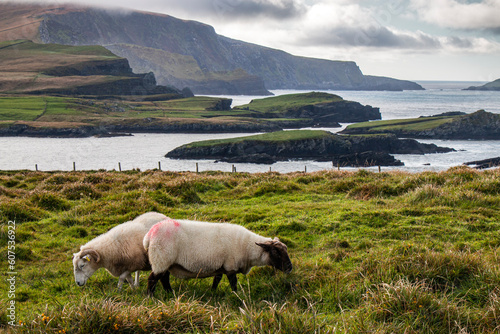Landscape with green pastures and meadows in Ireland with sheep and sea with cliffs in the background
