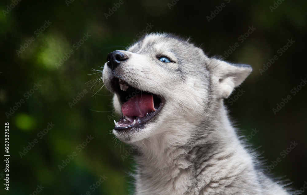 Obraz premium Little husky that looks like a wolf 