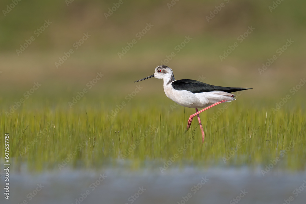 Obraz premium The black-winged stilt 