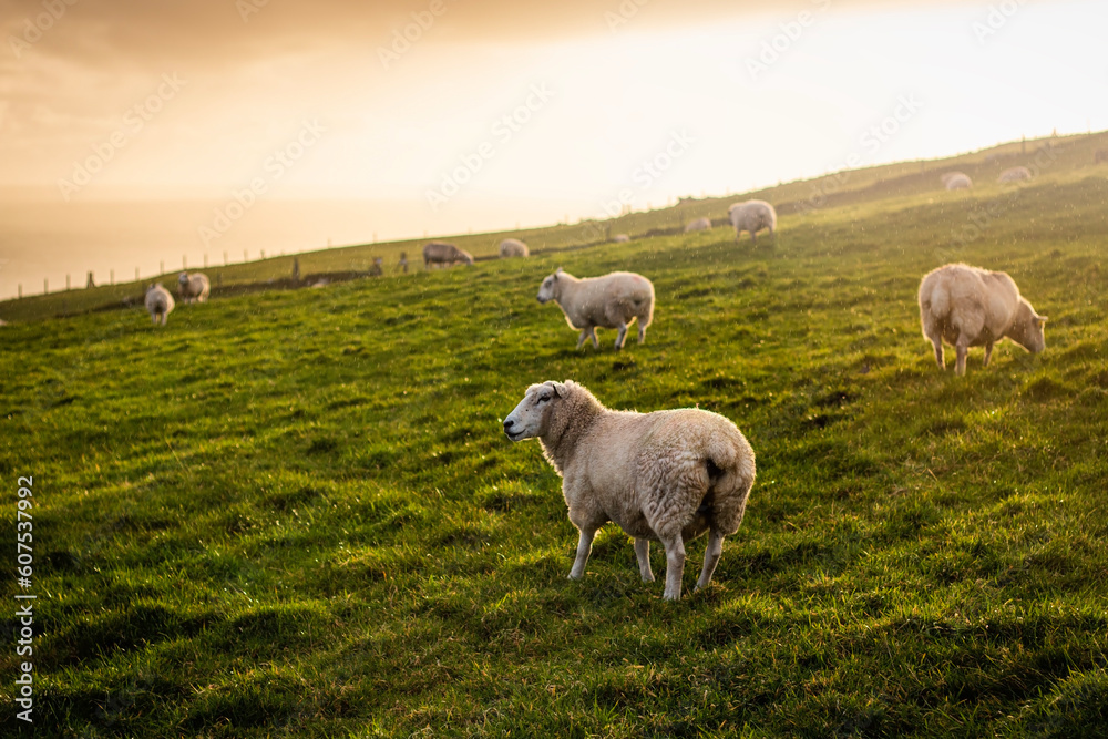Naklejka premium White sheep on beautiful green grassy pasture with sunset sky in Ireland