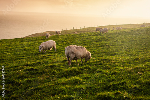 White sheep on beautiful green grassy pasture with sunset sky in Ireland