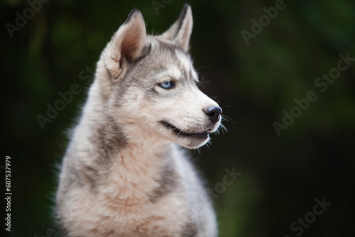 Little husky that looks like a wolf