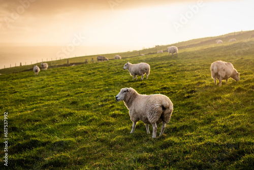 White sheep on beautiful green grassy pasture with sunset sky in Ireland
