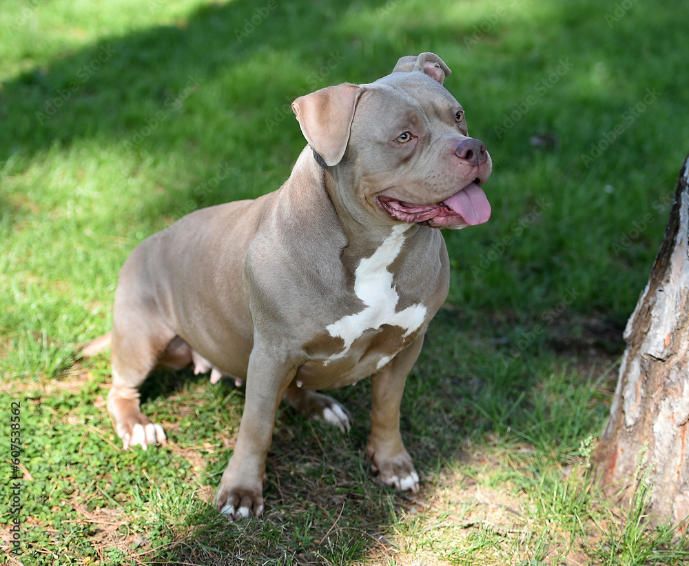 a powerful american bully dog in the park