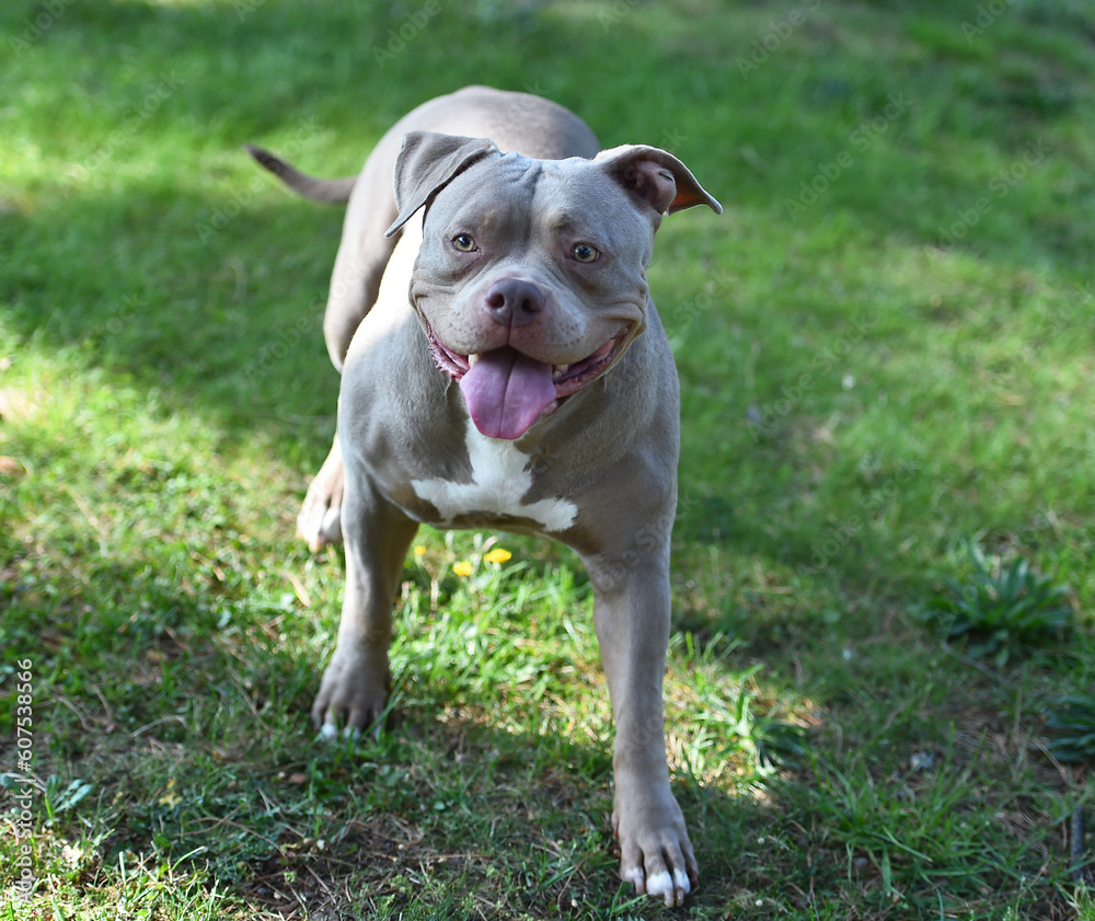 a powerful american bully dog in the park