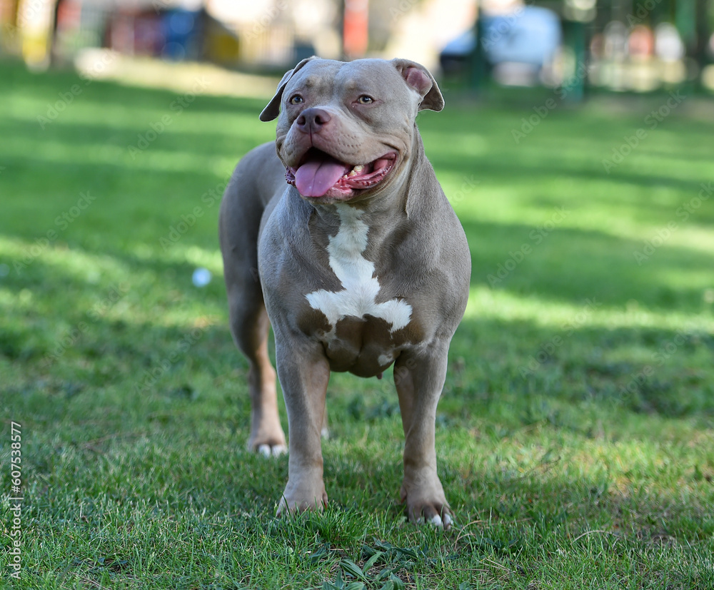 a powerful american bully dog in the park