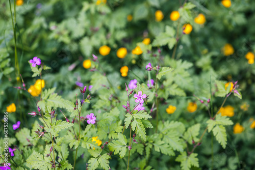 Wildflowers in the meadow in summer, selective focus