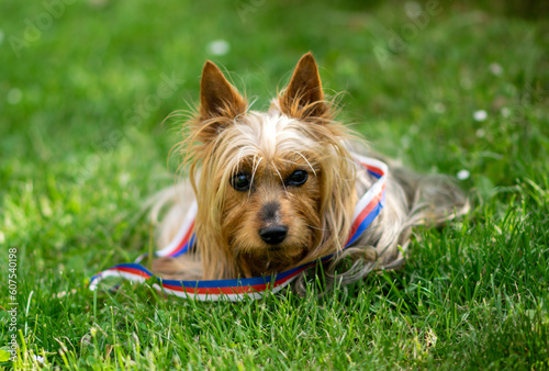 Obraz na plátne Australian Silky Terrier outdoors on green grass in the garden