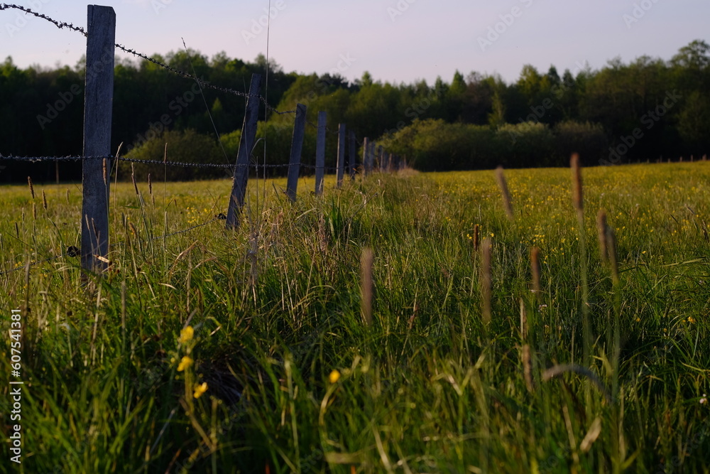 Fototapeta premium fence in the field