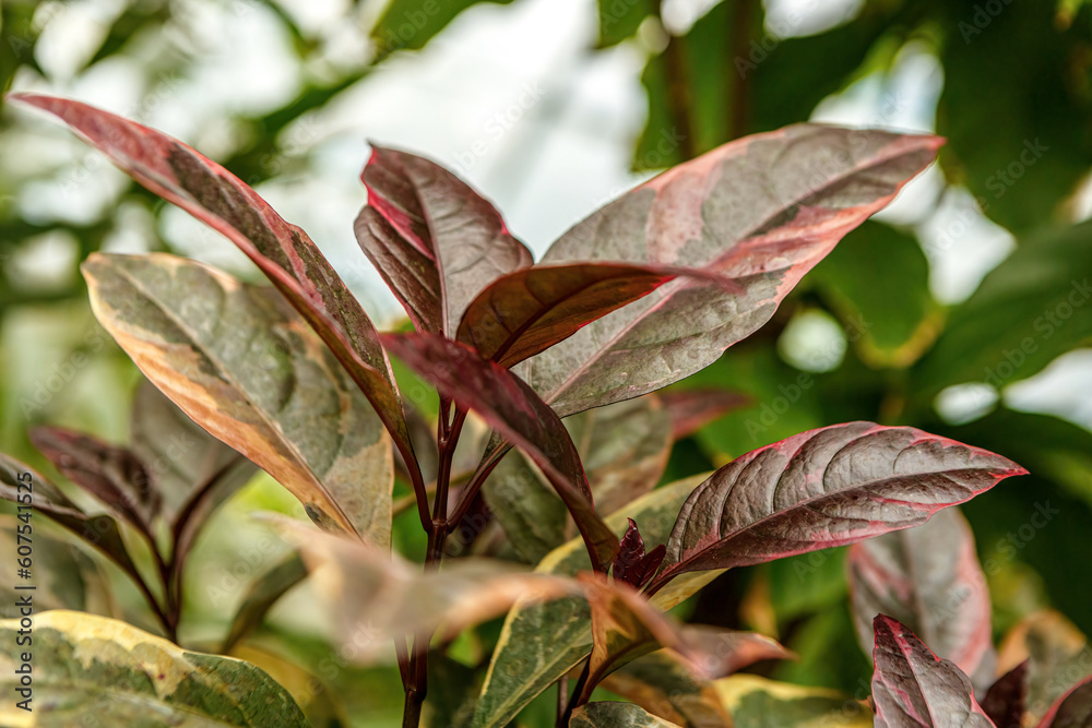 Close-up of pseuderanthemum maculatum atropurpureum plant leaves