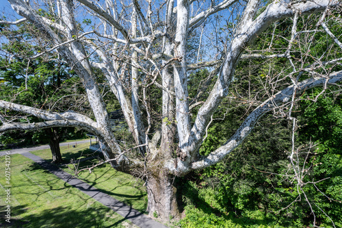 Drone shot of the widest tree in the US east of the Mississippi River.  
-Buttonball American Sycamore, Sunderland, Massachusetts  photo