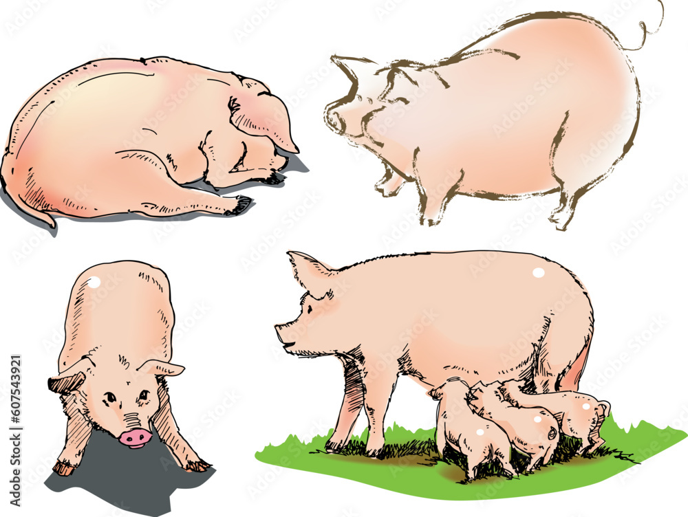 Fototapeta premium illustration, vector for a variety view of pig, farm animals.