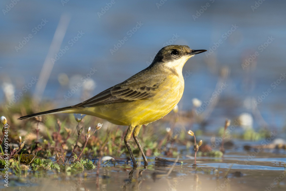The yellow wagtail The yellow wagtail