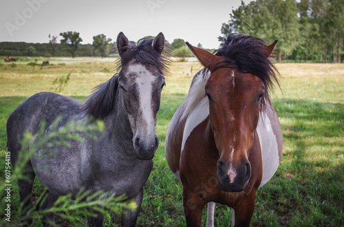 Fototapeta Naklejka Na Ścianę i Meble -  two horses in the field