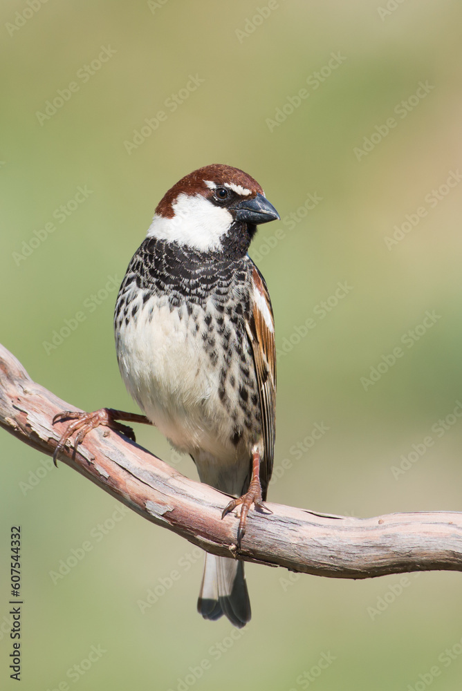 Naklejka premium The Spanish sparrow or willow sparrow