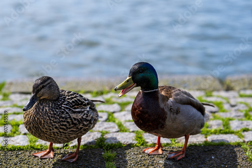 Male and female mallard duck talking at the lake in the city