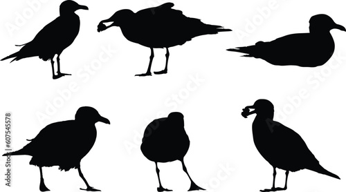 Some seagulls into the land eating