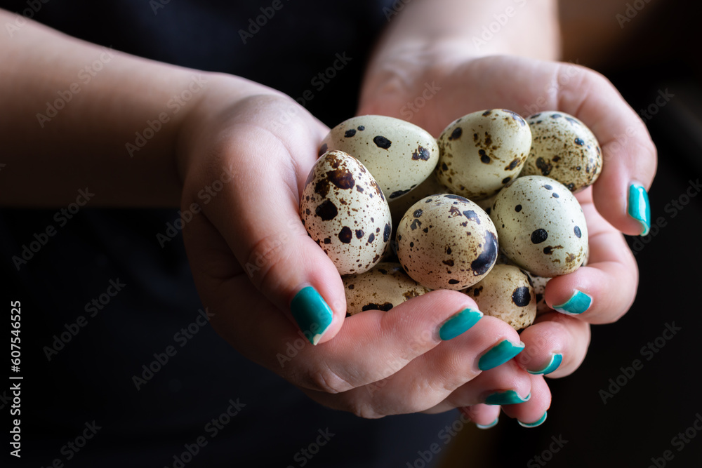 Girl holding quail eggs in her palms, black background Girl holding quail eggs in her palms, black background