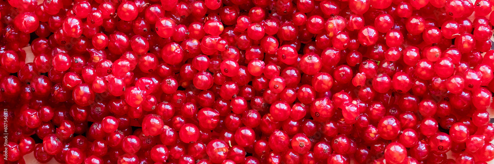 Berries of red currant in the top view. Background with red currants. Close-up of red berries.Organic berries. View directly from the top. healthy natural food.Farming concept, harvesting. web banner Berries of red currant in the top view. Background with red currants. Close-up of red berries.Organic berries. View directly from the top. healthy natural food.Farming concept, harvesting. web banner