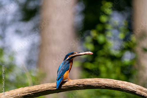 Eisvogel / Common Kingfisher