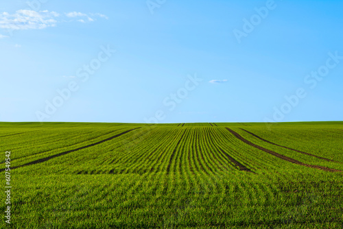 Wide green agricultural field and blue sky with small clouds during sunset. Rows of young seedlings of agricultural