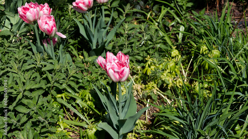 Fototapeta premium pink tulip flower