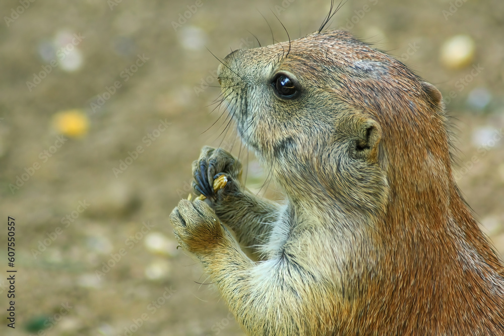 Black tailed Prairie dog (Cynomys ludovicianus) at eating. Black tailed Prairie dog (Cynomys ludovicianus) at eating.