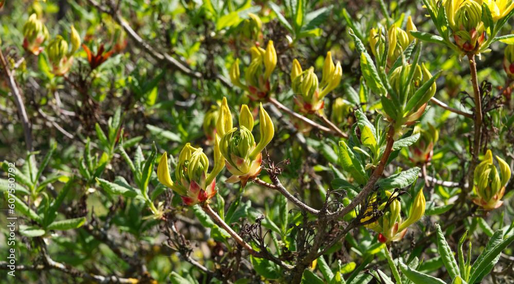buds and leaves in the garden