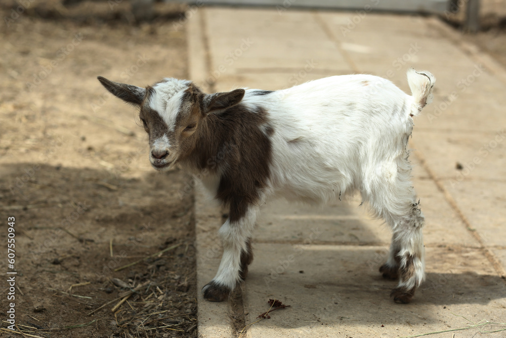red hornless baby goat closeup photo on summer farm background red hornless baby goat closeup photo on summer farm background