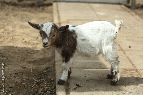 red hornless baby goat closeup photo on summer farm background
