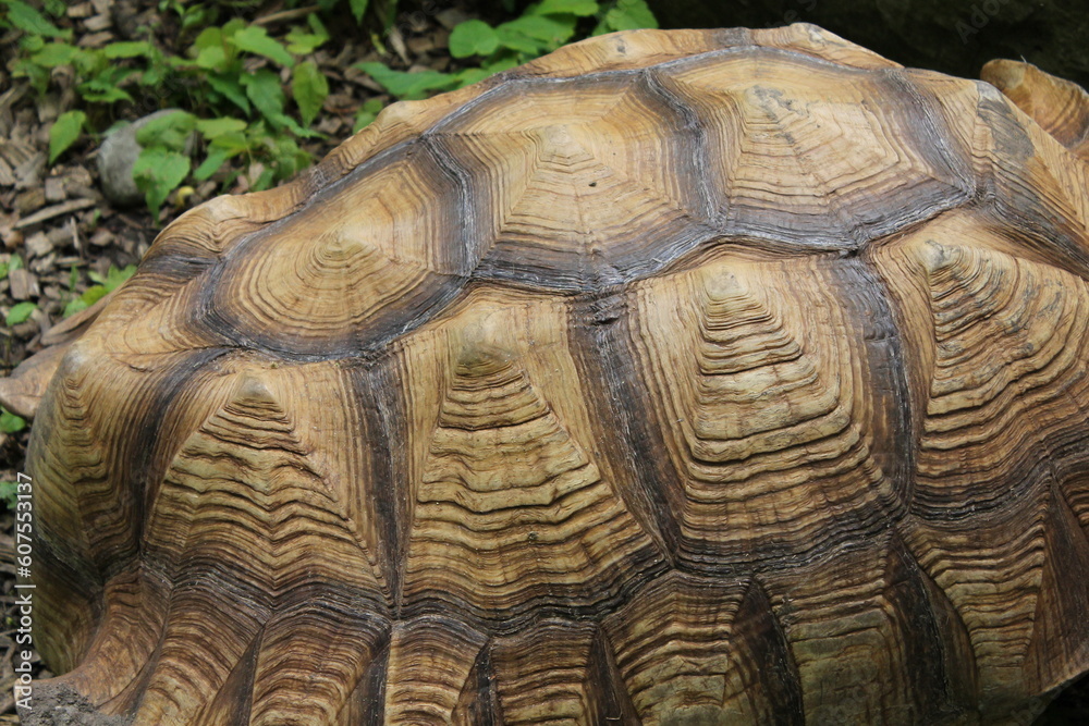 Shell pattern from a brown tortoise / giant tortoise. Shell pattern from a brown tortoise / giant tortoise.
