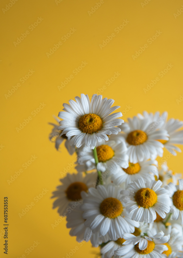 Bouquet of white daisies on yellow background, text space, wild flowers summer vibes Bouquet of white daisies on yellow background, text space, wild flowers summer vibes