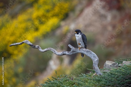 Peregrine Falcon Resting on a Branch 