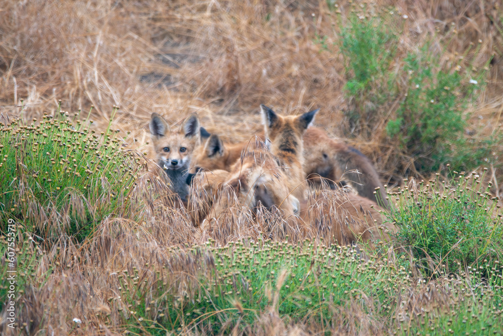 Obraz premium red foxes in the grass