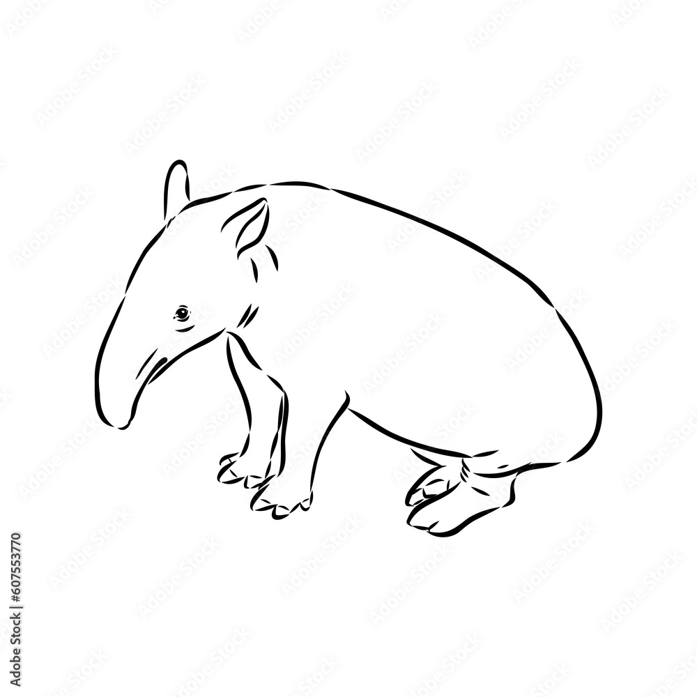 Tapir animal sketch engraving vector illustration. Scratch board style imitation. Hand drawn image. Tapir animal sketch engraving vector illustration. Scratch board style imitation. Hand drawn image.