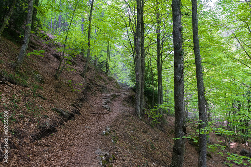 The footpath for hiking in dense forest.