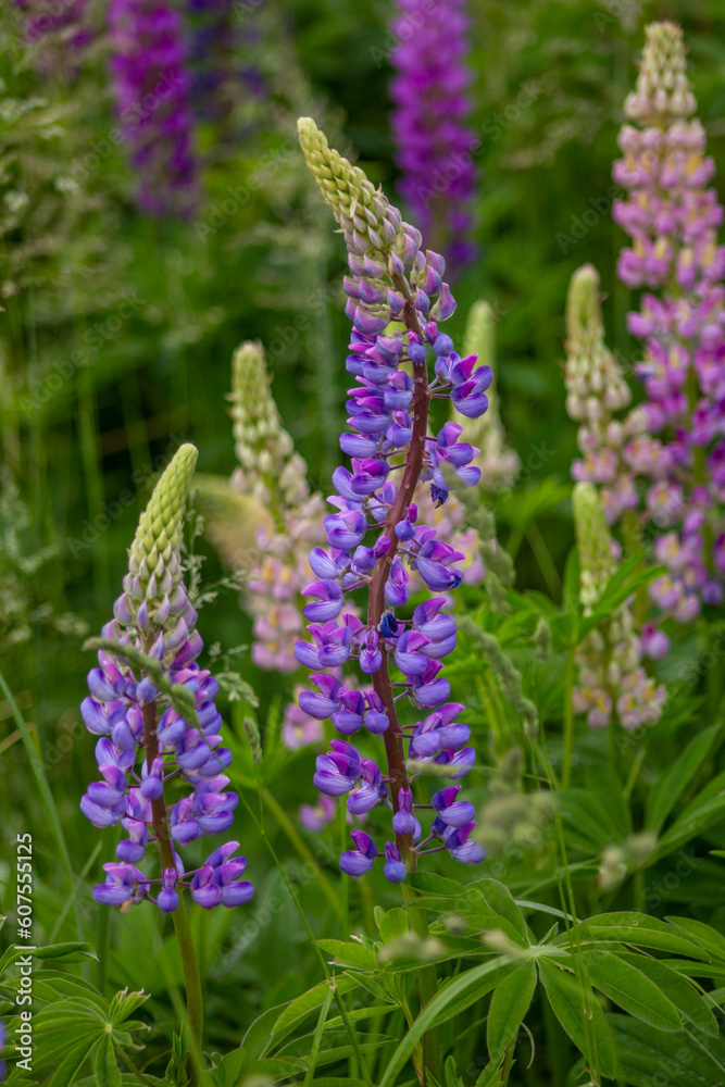 Lilac and purple wild flowers in a curved shape. Lupine many-leaved, beautiful flower, wild flower in the field
Lilac and purple wild flowers in a curved shape. Lupine many-leaved, beautiful flower, wild flower in the field