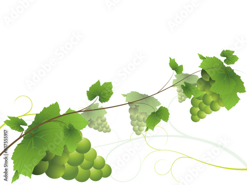 Grapevine with bunches of green grapes